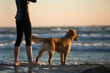 Playas que admiten perros en Mallorca