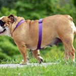 obesidad-canina-que-puede-pasar