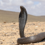 cobra-egipcia-historia-serpientes