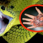 las-5-serpientes-mas-venenosas-del-mundo
