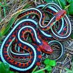serpiente-jarretera-de-california-habitat-anatomia-veneno