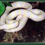 serpiente-rey-albina-habitat-guia-de-cuidados