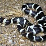serpiente-rey-de-california-como-cuidar-a-tu-serpiente