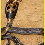 serpientes-venenosas-descubrelas-e-imagina-su-poder