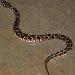 vibora-russell-la-serpiente-que-mas-muertes-causa-en-la-india