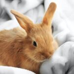 10-consejos-ecologicos-para-el-cuidado-de-los-conejos