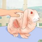 7-maneras-de-animar-a-tu-conejo-a-beber-mas-agua