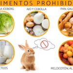 9-alimentos-que-pueden-envenenar-a-los-conejos