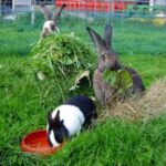 9-mitos-sobre-una-dieta-saludable-para-conejos
