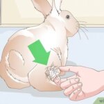 como-limpiar-tus-conejos
