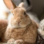 comprender-el-significado-de-los-diferentes-ruidos-de-los-conejos