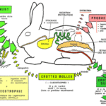 comprender-el-sistema-digestivo-del-conejo-y-como-funciona