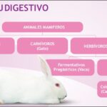 comprender-la-desnutricion-en-conejos