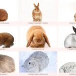 cuales-son-los-diferentes-tipos-de-conejos