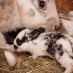 cuidados-en-el-embarazo-del-conejo