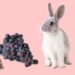 los-conejos-pueden-comer-uvas