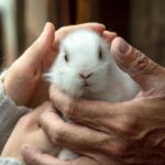 los-conejos-son-portadores-de-alguna-enfermedad-infecciosa