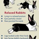 los-conejos-tienen-emociones