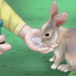 preparacion-de-conejos-como-cepillar-las-patas-de-los-conejos