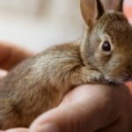 resolver-problemas-comunes-en-el-comportamiento-de-los-conejos