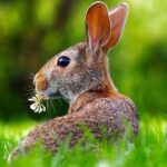 ventajas-y-desventajas-de-los-conejos-machos-y-hembras